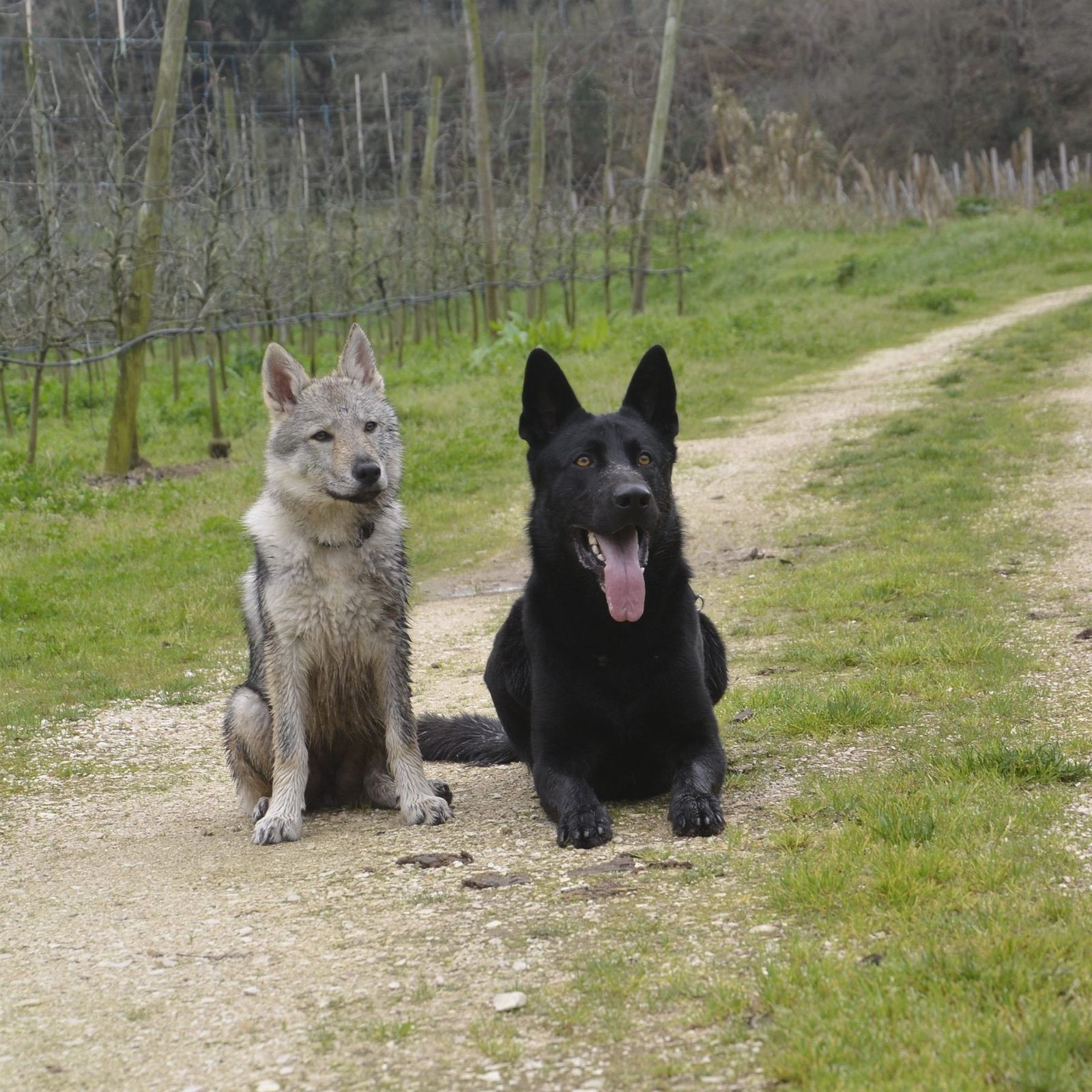 Two dogs on the Silver Coast — FG Paws
