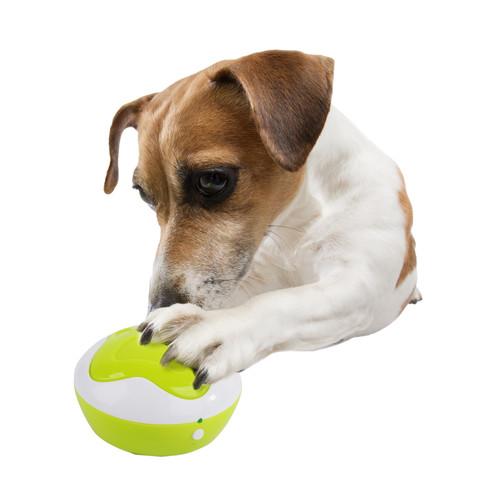 AFP Interactives - Dog Interpreter 