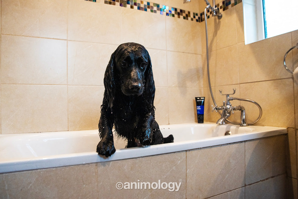 Animology Top Dog Conditioner 250 ml