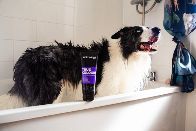Animology True Colours Dog Shampoo 