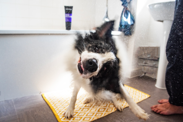 Animology True Colours Dog Shampoo 