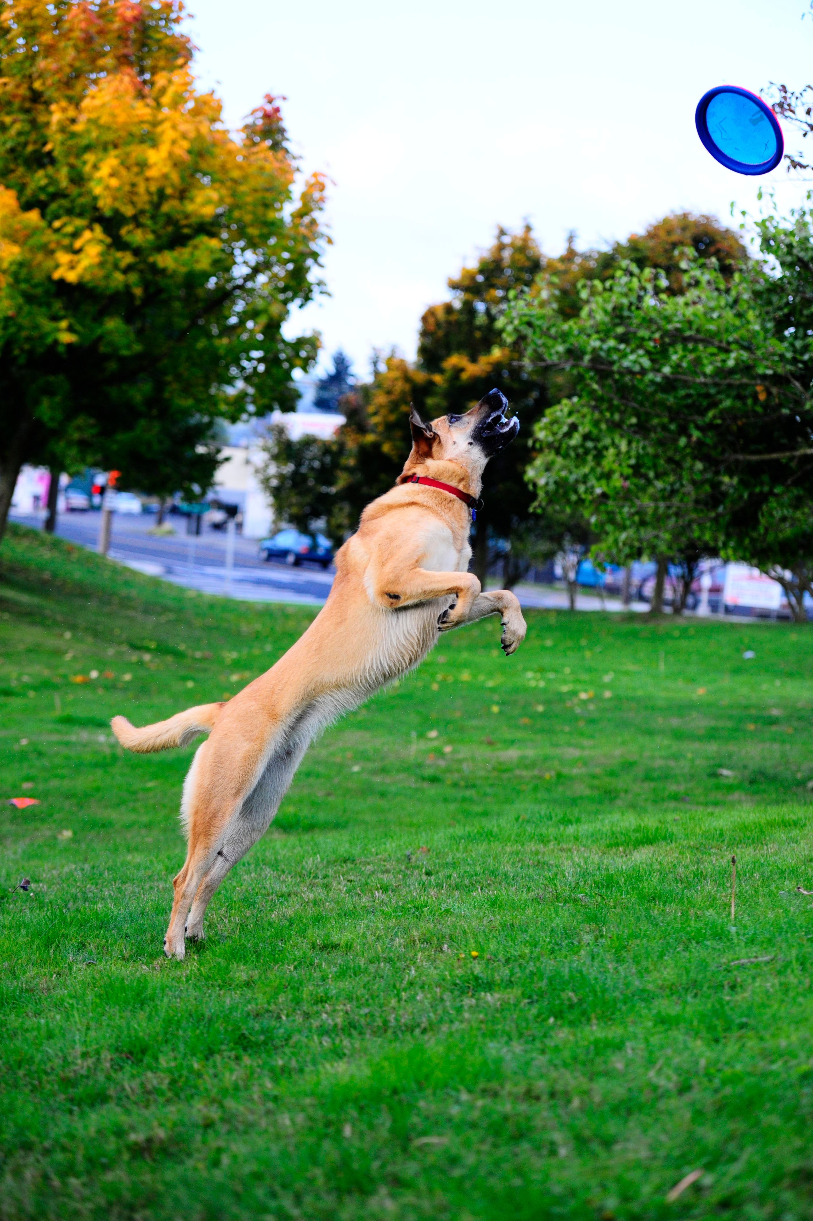 Chuckit! Paraflight