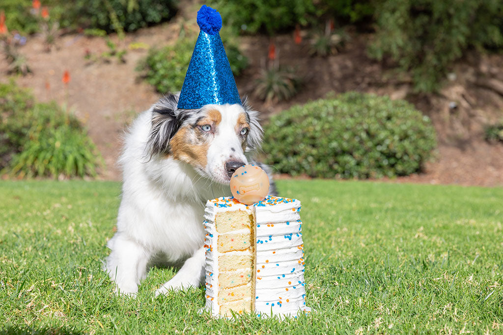 Chuckit! Birthday Fetch Ball M