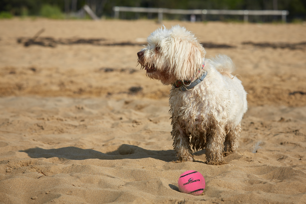 Dog Comets Neutron Star Tennis Ball With Squeaker