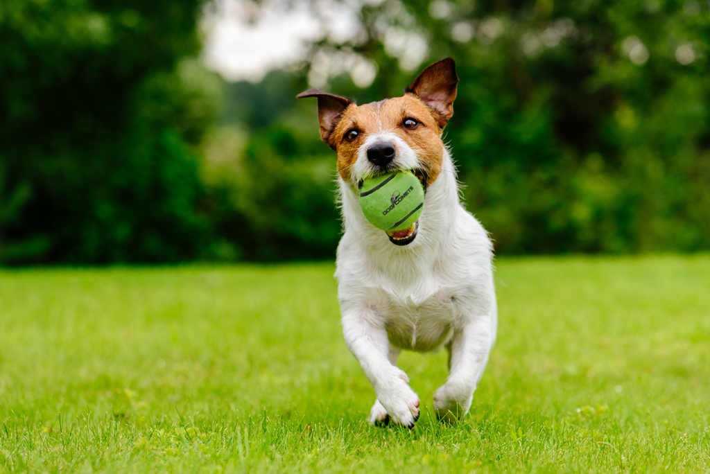 Dog Comets Neutron Star Tennis Ball With Squeaker