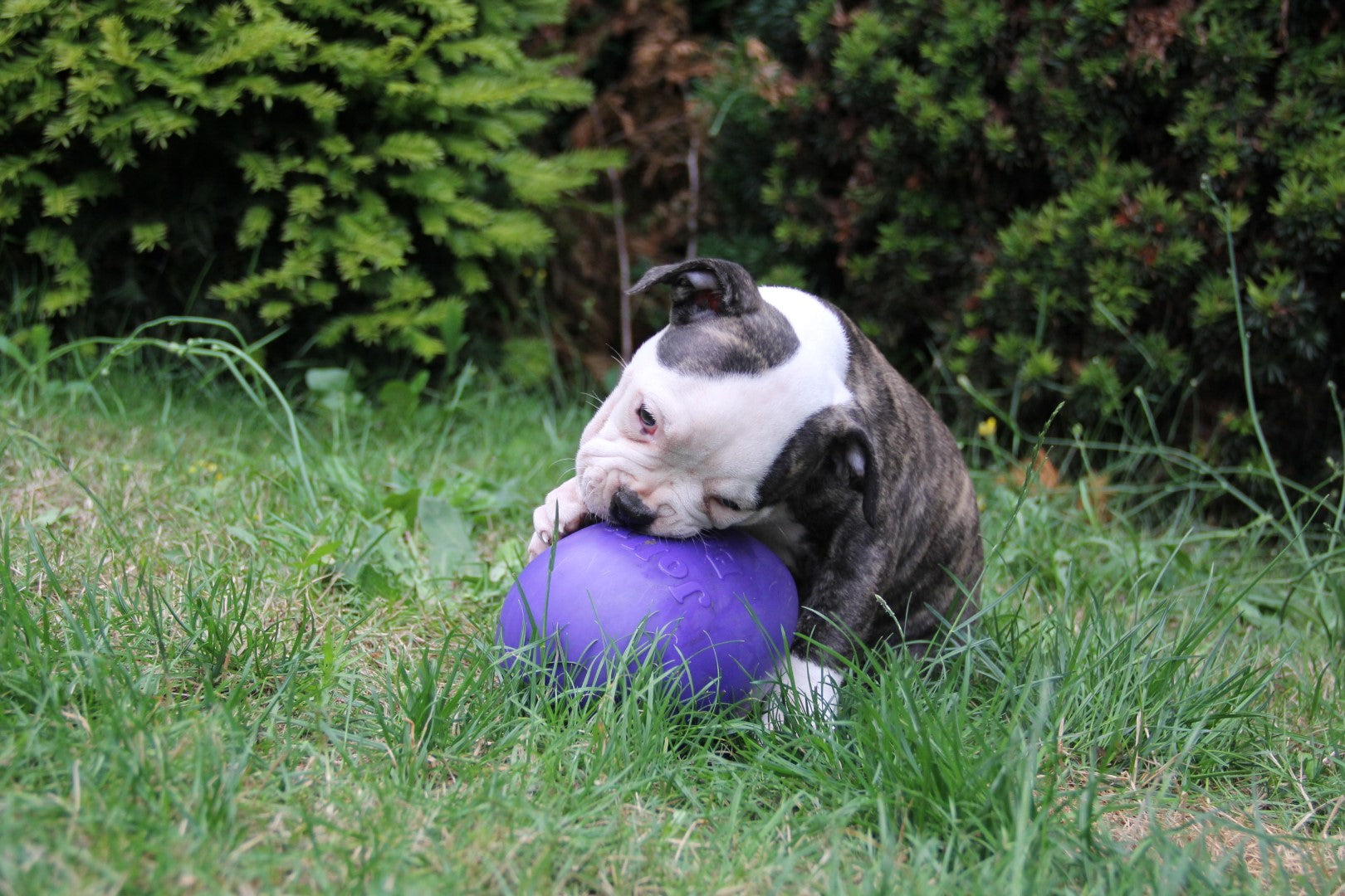Jolly Egg Purple S (20 cm)