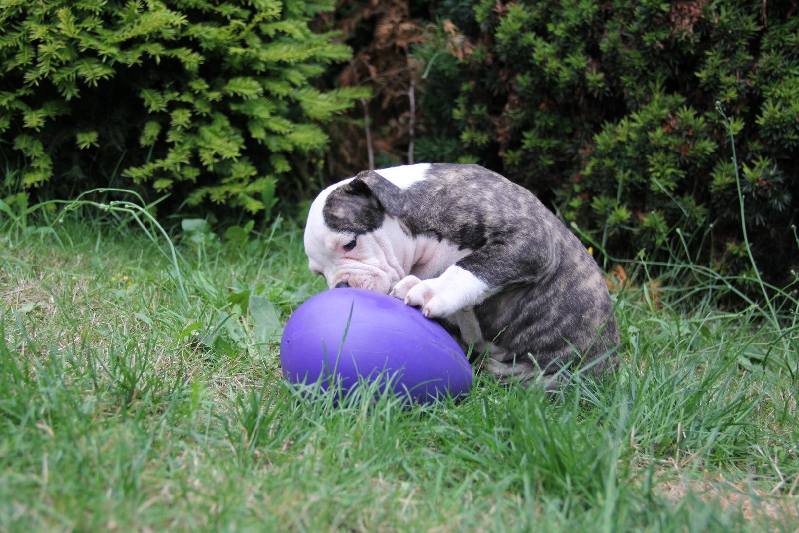 Jolly Egg Purple S (20 cm)
