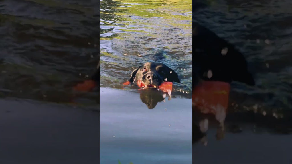 Dog Comets Bobber
