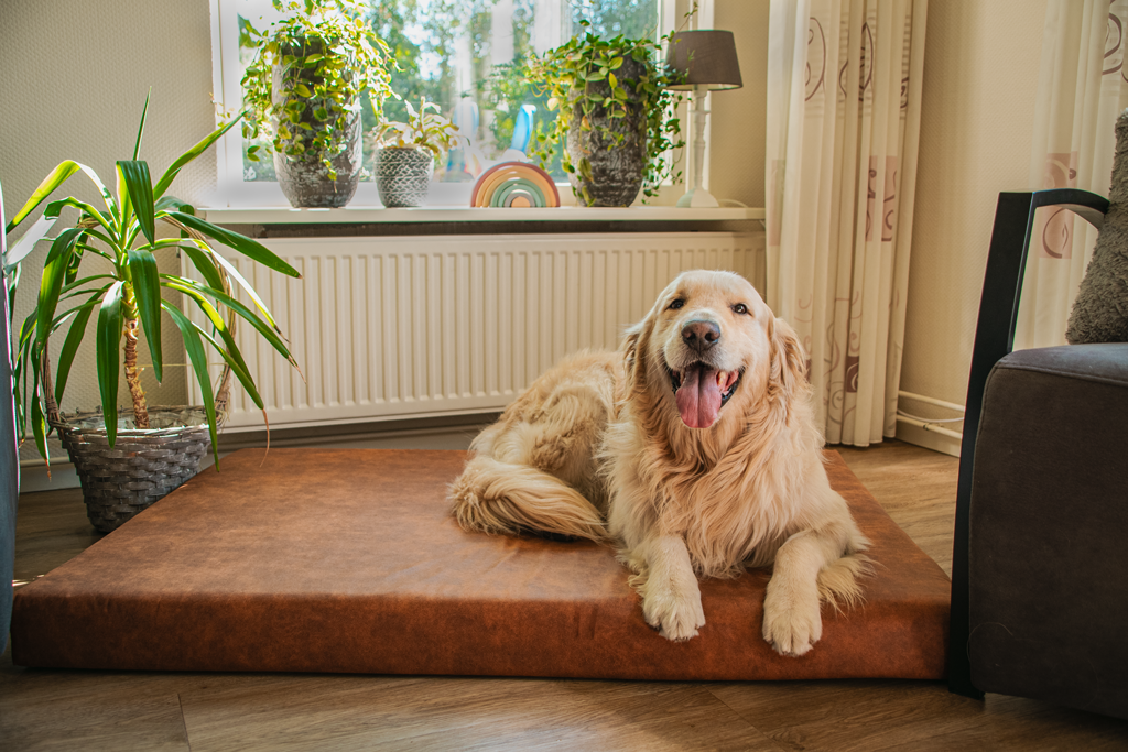 Let's Sleep Mellow Mattress Orthopaedic Bed