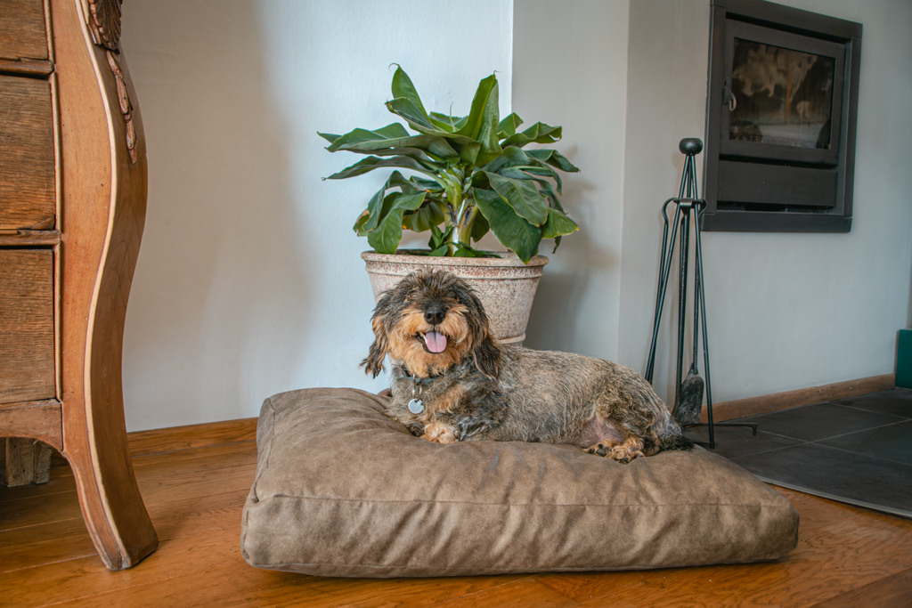 Let's Sleep Plush Pillow Dog Bed