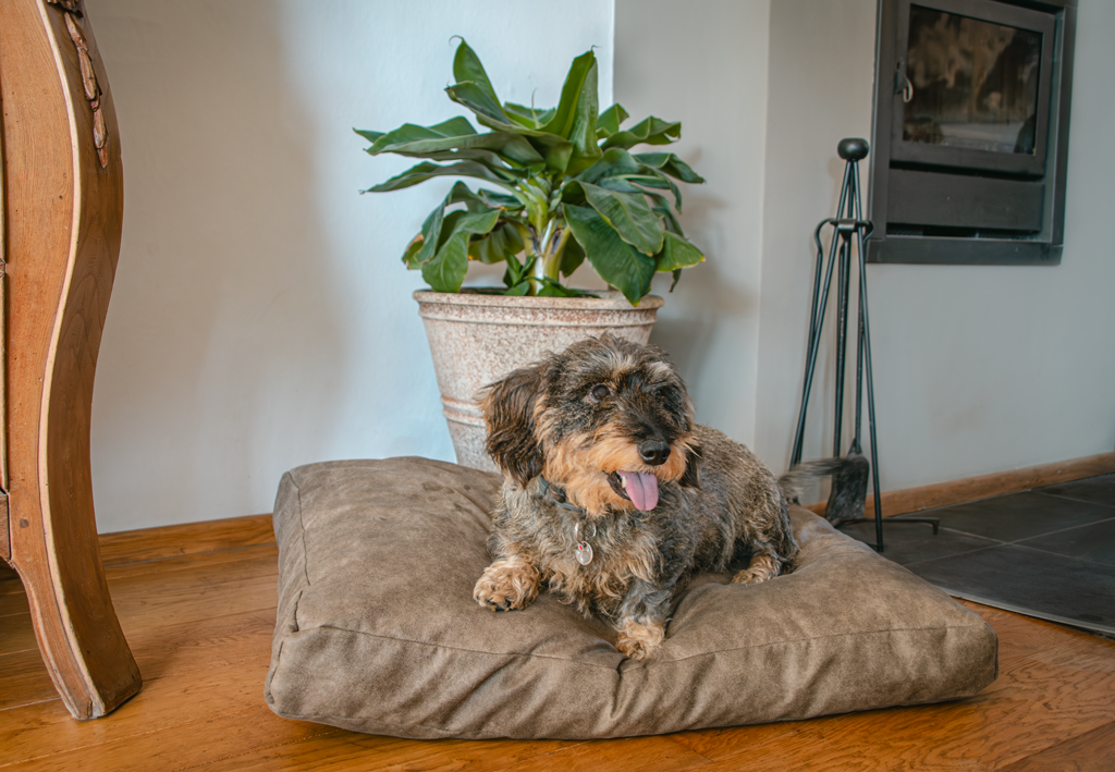 Let's Sleep Plush Pillow Dog Bed Cognac