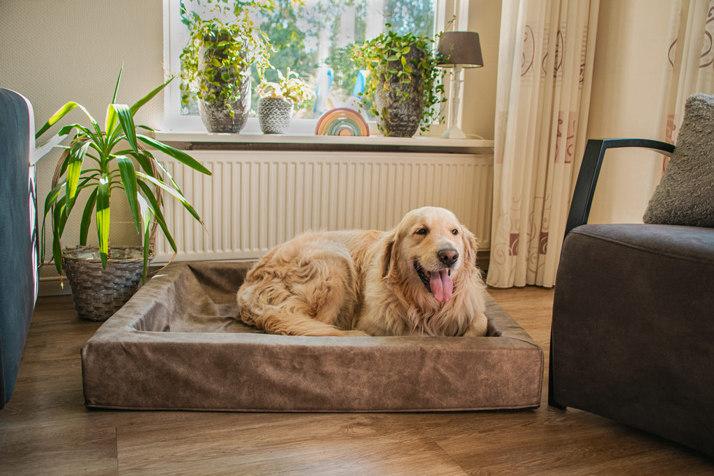 Let's Sleep Comfy Cushion Dog Basket