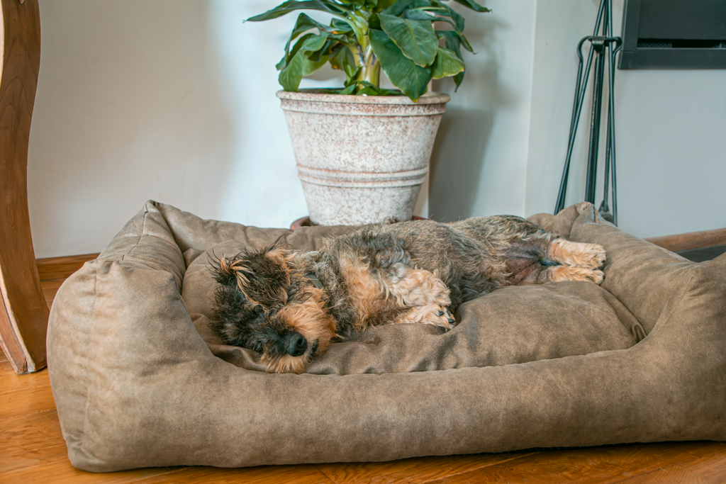 Let's Sleep Sweet Dreams Dog Basket w/ Cushion