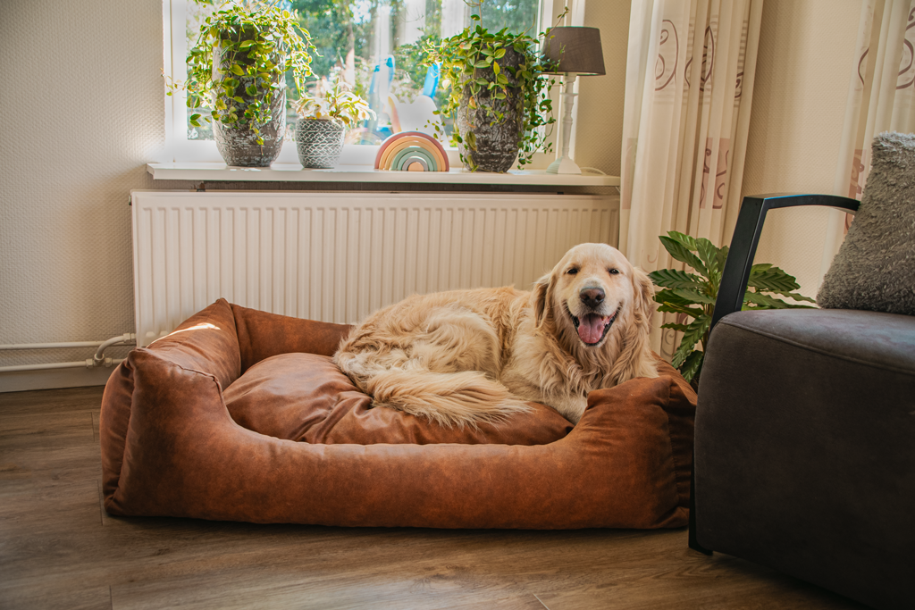 Let's Sleep Sweet Dreams Dog Basket w/ Cushion Cognac