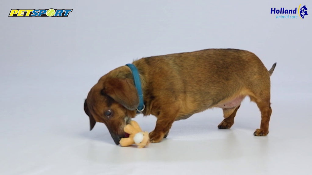 Petsport Tiny Tots Teddy