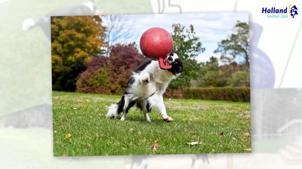 Jolly Pets Jolly Tug-n-Toss (20 cm)
