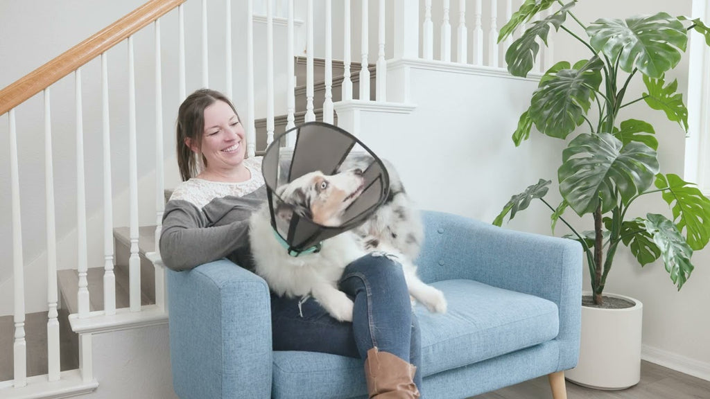 Zenpet Procone S